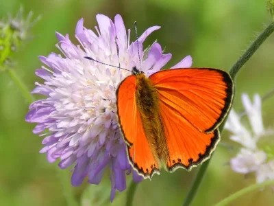 Lycaena (Heodes) virgaureae