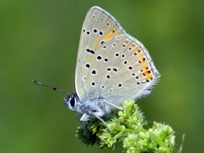 Lycaena (Heodes) hippothoe