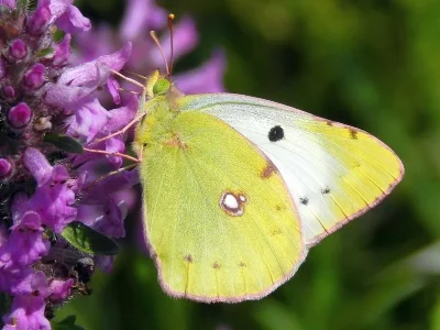 Colias hyale