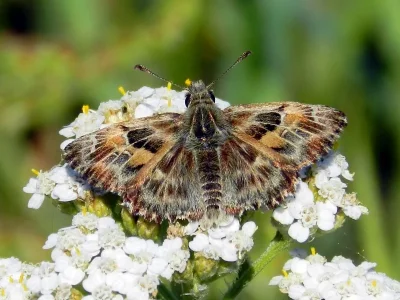 Carcharodus alceae