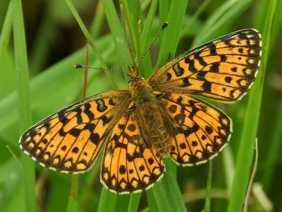 Boloria (Clossiana) selene