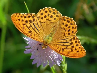Argynnis (Argynnis) paphia