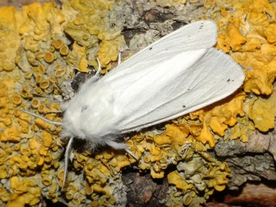 Spilosoma urticae