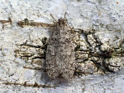 Semioscopis strigulana