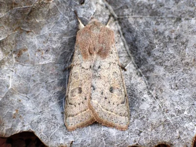 Orthosia (Cororthosia) gracilis