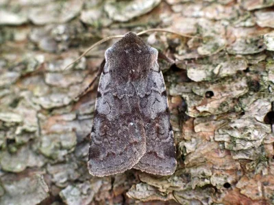 Cerastis (Cerastis) rubricosa