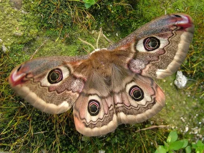 Saturnia (Eudia) pavoniella