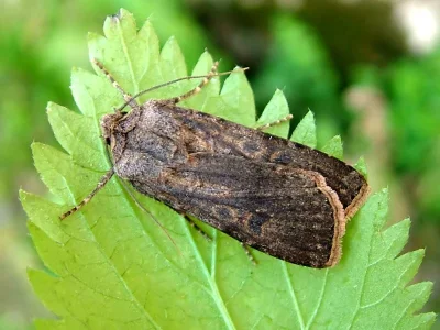 Agrotis (Agrotis) segetum