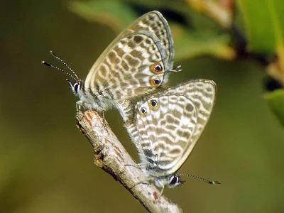 Leptotes pirithous