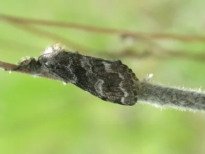 Gynaephora (Gynaephora) selenitica