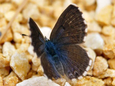 Pseudophilotes panoptes