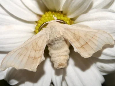 Bombyx mori