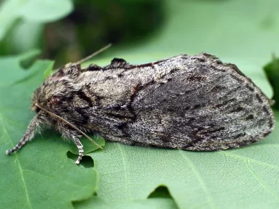 Peridea anceps