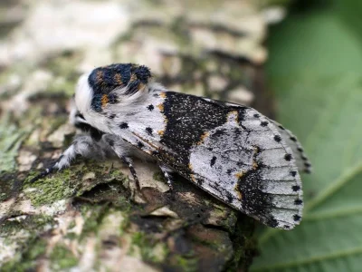 Furcula bicuspis