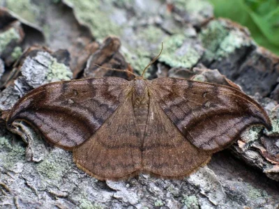 Drepana curvatula