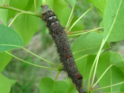 Gastropacha (G.) quercifolia