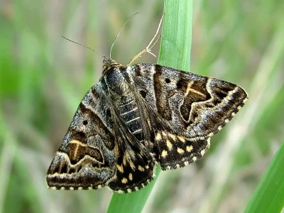Euclidia (Callistege) mi