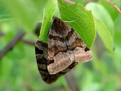 Euclidia (Euclidia) glyphica