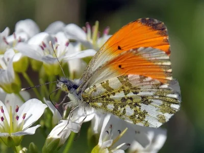 Anthocharis (Anthocharis) cardamines