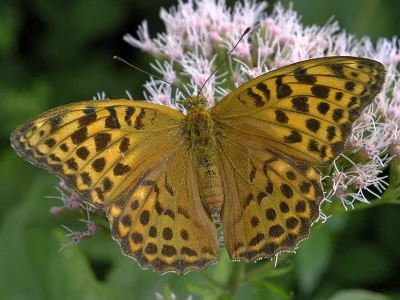 Argynnis (Argynnis) paphia
