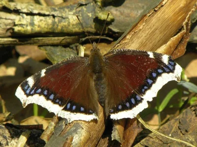 Nymphalis (Nymphalis) antiopa