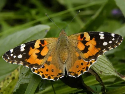 Vanessa cardui
