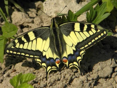 Papilio (Papilio) machaon