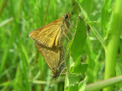 Ochlodes sylvanus