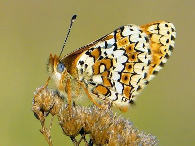 Melitaea cinxia