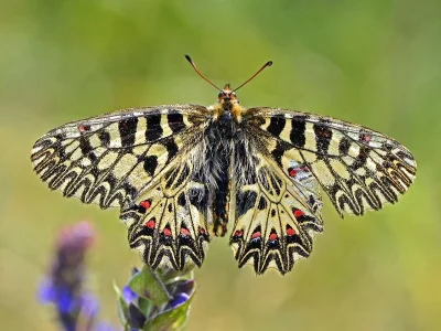 Zerynthia (Zerynthia) polyxena
