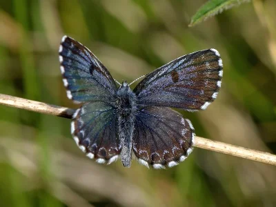 Scolitantides (Scolitantides) orion