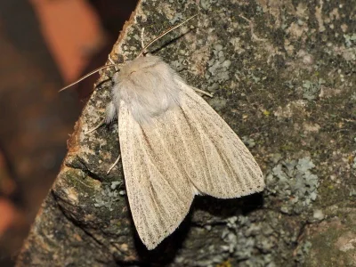 Simyra albovenosa