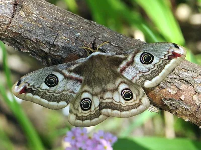 Saturnia (Eudia) pavonia