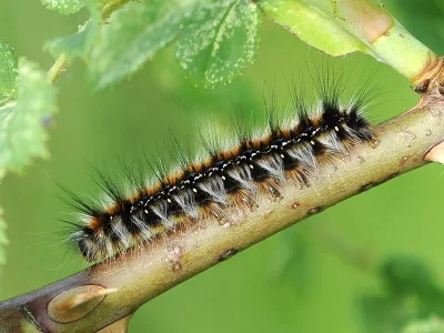 Eriogaster (E.) catax