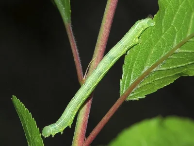 Alsophila aescularia