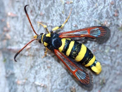 Synanthedon theryi