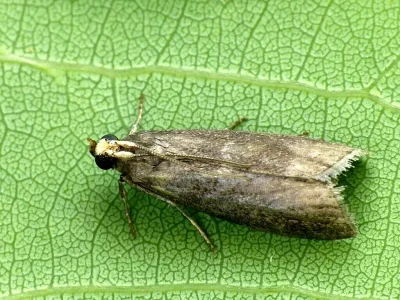 Salebriopsis albicilla