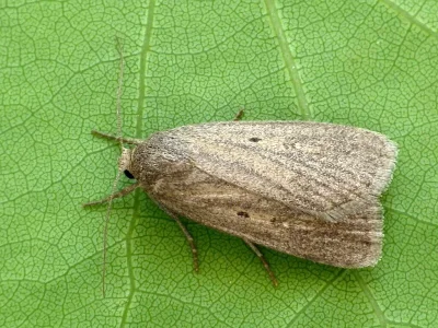 Gracilathetis lepigone