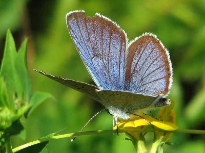 Cyaniris semiargus