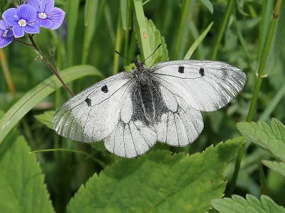 Parnassius (Driopa) mnemosyne