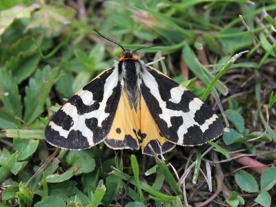 Arctia plantaginis