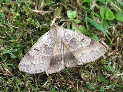 Minucia lunaris