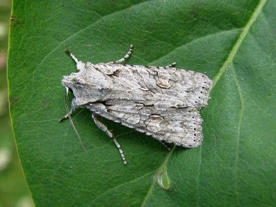 Lithophane (Lithophane) ornitopus