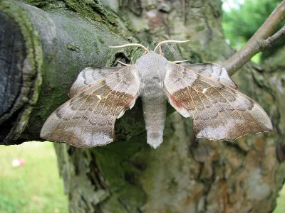 Laothoe populi