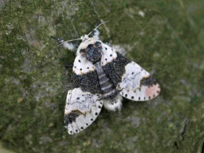 Furcula bicuspis