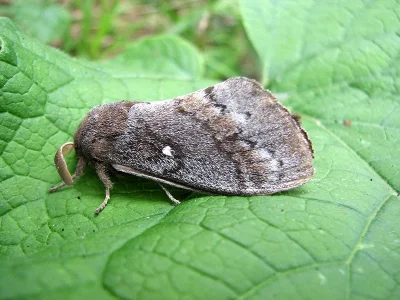 Dendrolimus pini