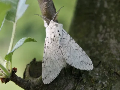 Cerura (Apocerura) erminea