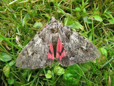 Catocala promissa