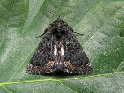 Catephia alchymista