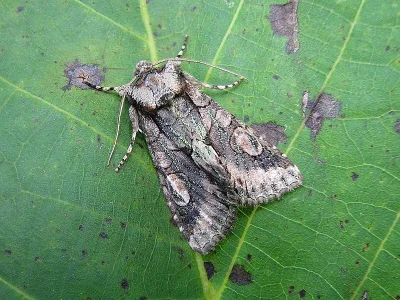 Allophyes (Allophyes) oxyacanthae